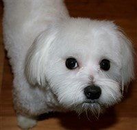 Maltese Hip Dysplasia Maltese Hip Dysplasia