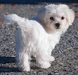 Maltese Puppy or Dog's Ears 