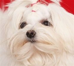 bald maltese