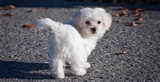 maltese dog care