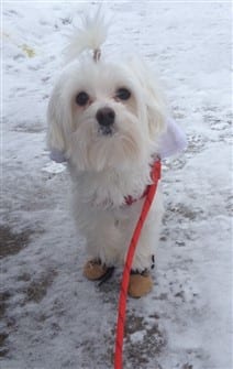 Maltese Common Health Issues And Breed Specific Conditions Maltese Common Health Issues And Breed