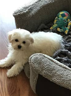 Maltese Paw Issues Itching Licking And Biting The Paws,Smoking Ribs Temp
