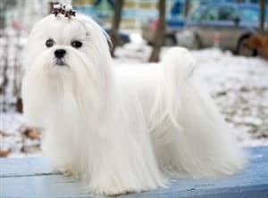 maltese dog long haired