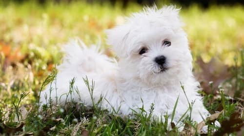 maltese puppy care