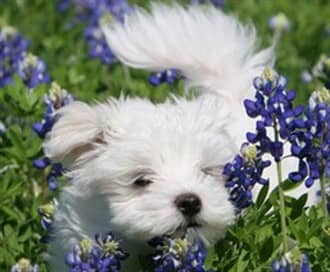 Maltese Names Cute And Fitting Names For Maltese Puppies