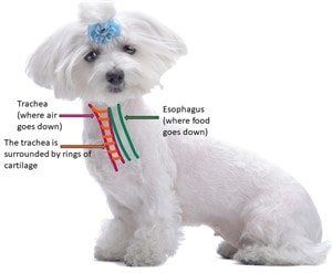 Maltese Collars and Harnesses