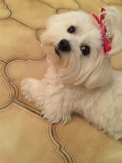 female maltese