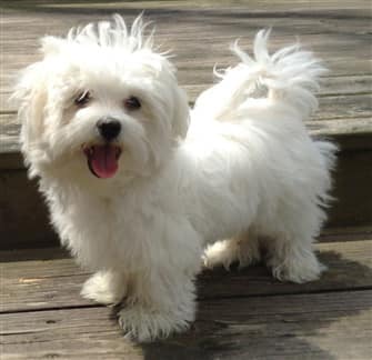 white maltese poodle