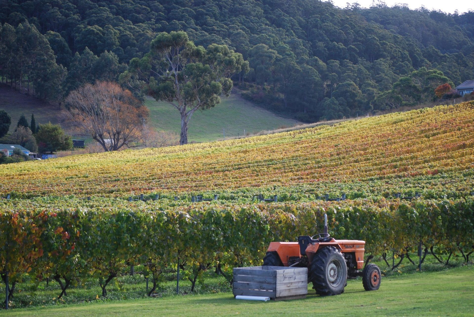 Home Hill Winery Ranelagh, Tasmania About