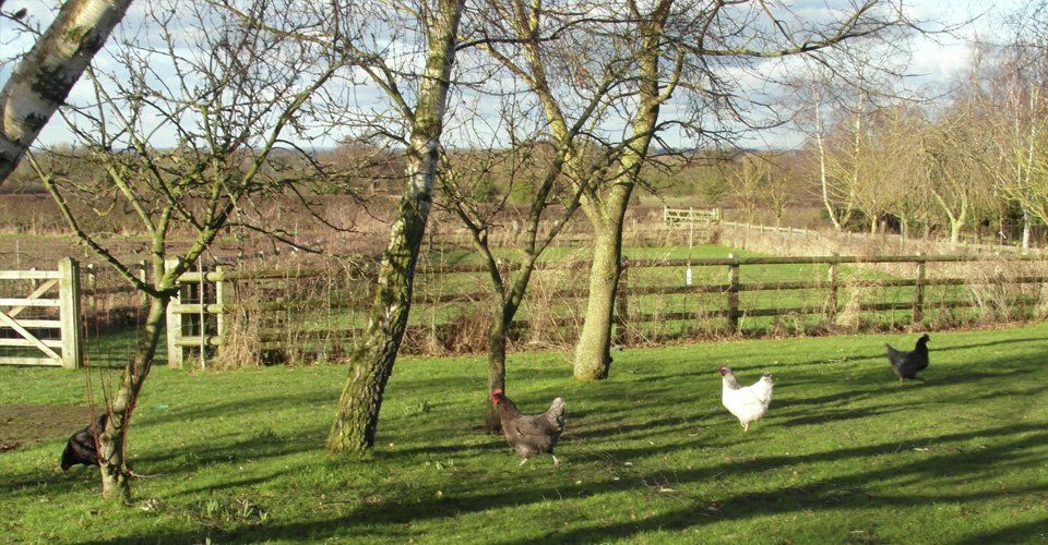 Pet boarding centre The Grange Boarding Kennels