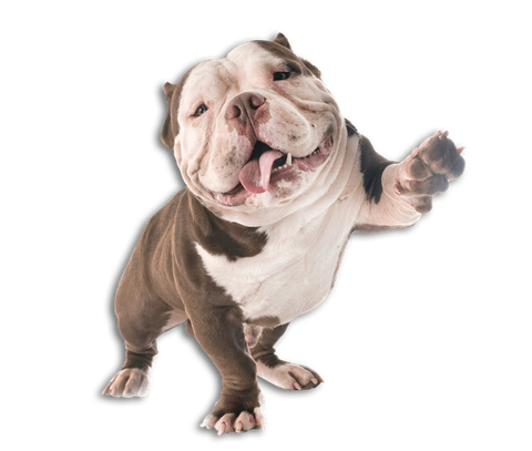 meow & Howl Pet sitting