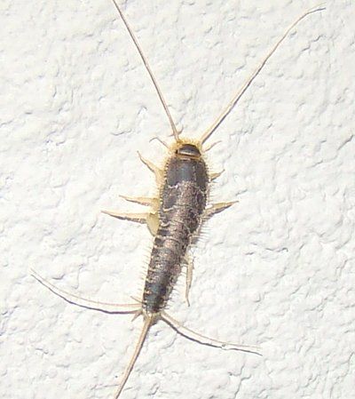 silverfish