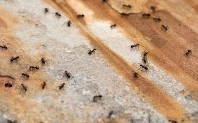 ants on a stone surface