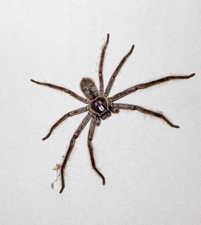 big spider on a wall