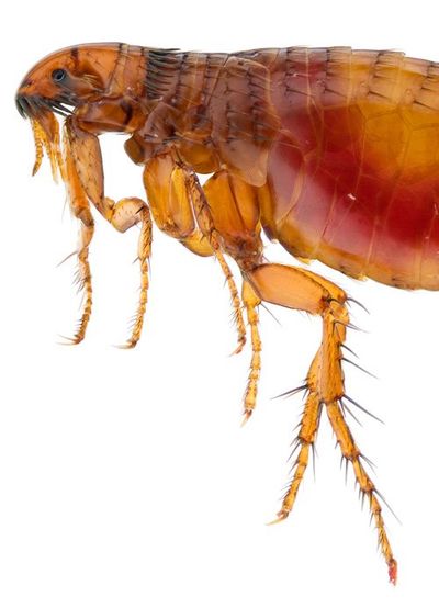 flea up close