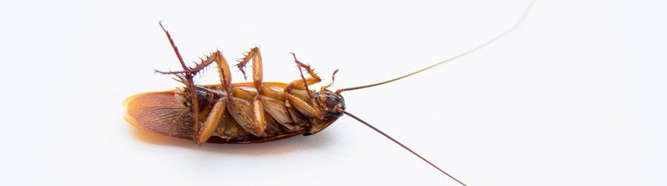 cockroach
