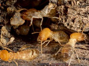 An infestation revealed by termite inspections in Bundaberg