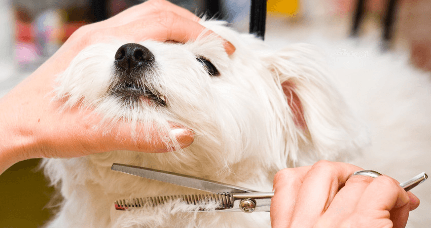 Great Local Dog Groomer in the year 2023 Check it out now 