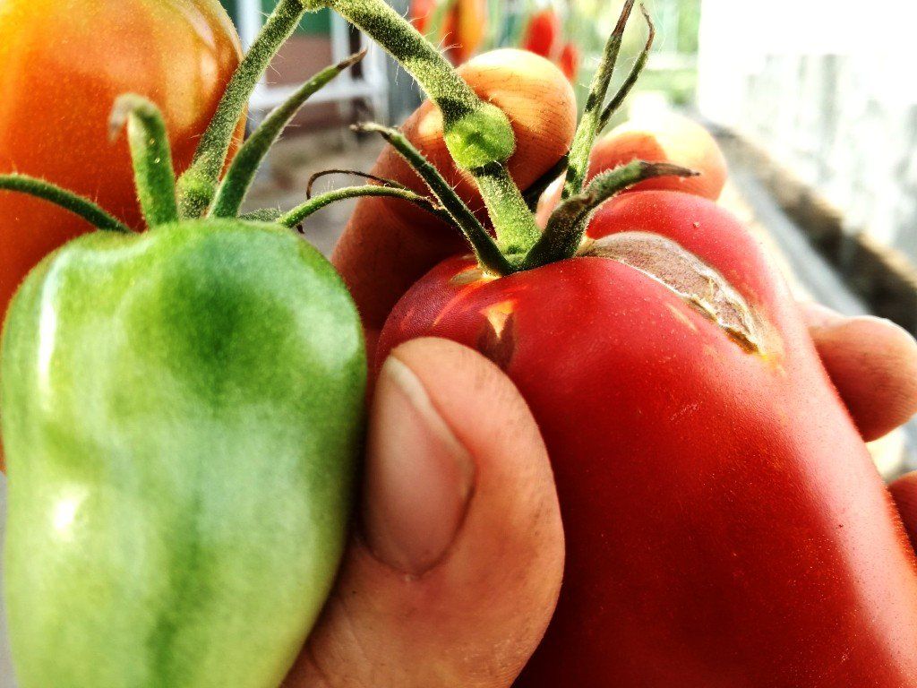 OpenPollinated, Heirloom & Hybrid tomato varieties.