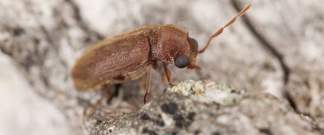 Woodworm Beetle Control In Exeter