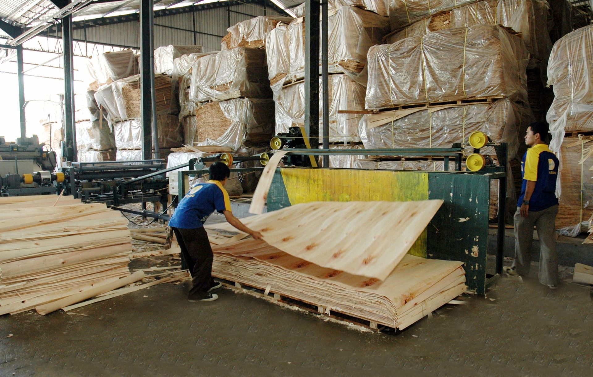 PT Mustika Buana Sejahtera a falcata plywood manufacturer
