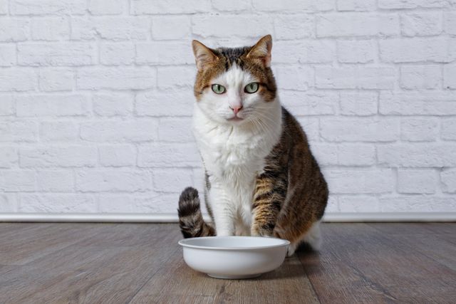 special cat food for urinary problems