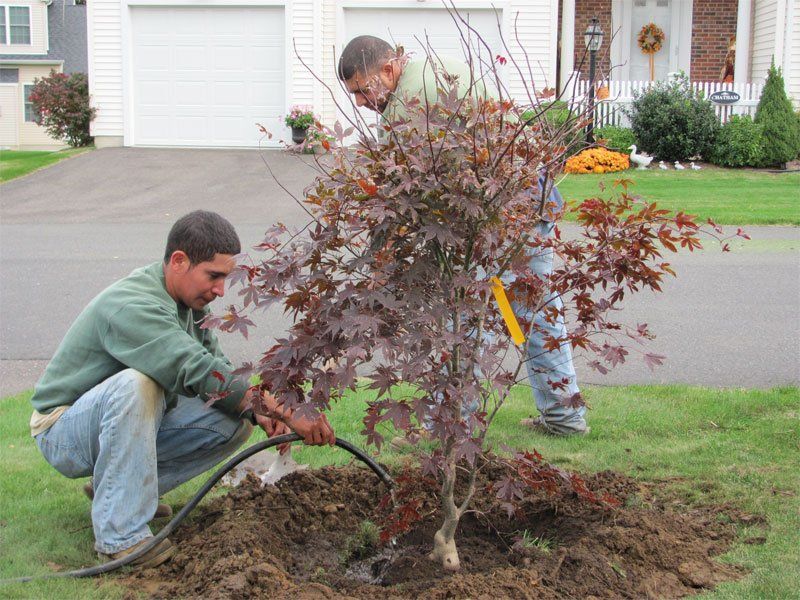 Evergreen Tree Service Windsor Locks Ct The only