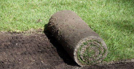 Lawn turfing services | Country Turf