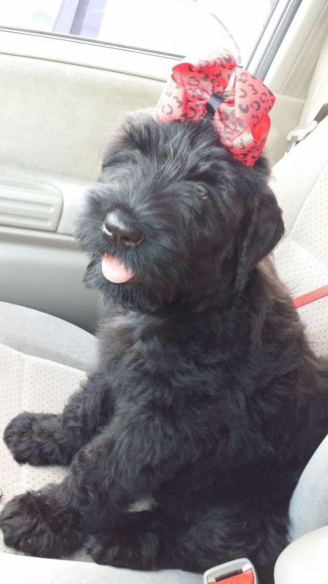 black russian terrier puppy