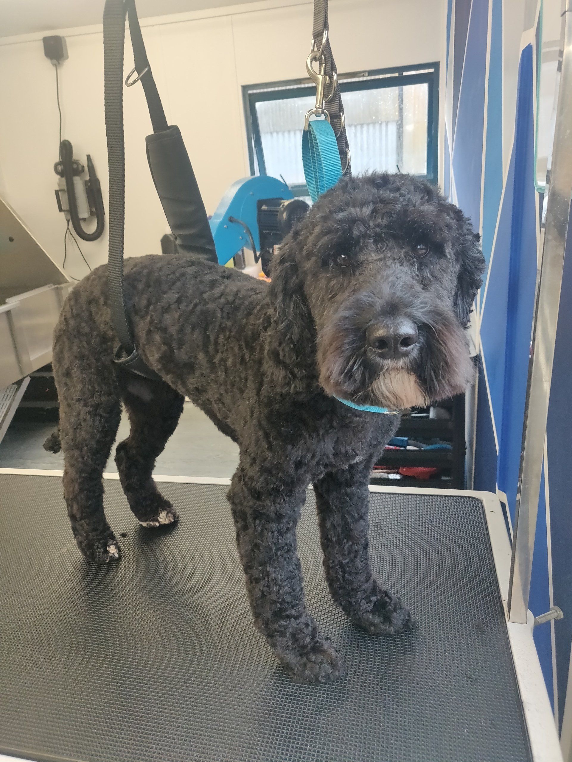Hilltop Hounds Grooming, Huntingdon, Cambridgeshire