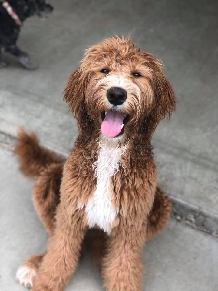 Paws Town Boarding, Daycare, Grooming Owensboro, KY