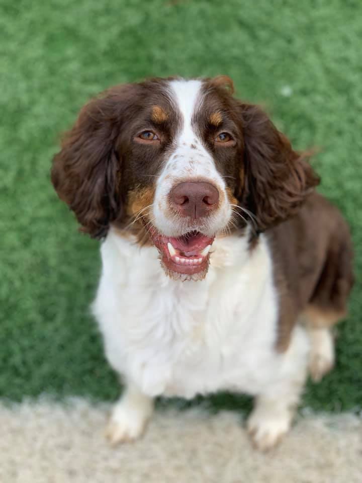 Paws Town Boarding, Daycare, Grooming Owensboro, KY