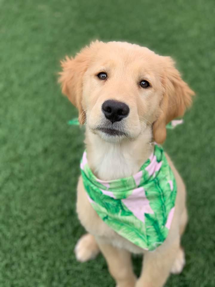 Paws Town Boarding, Daycare, Grooming Owensboro, KY