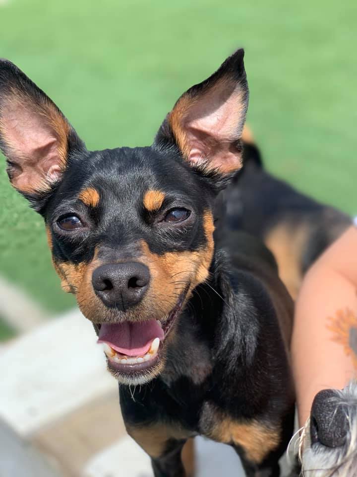 Paws Town Boarding, Daycare, Grooming Owensboro, KY