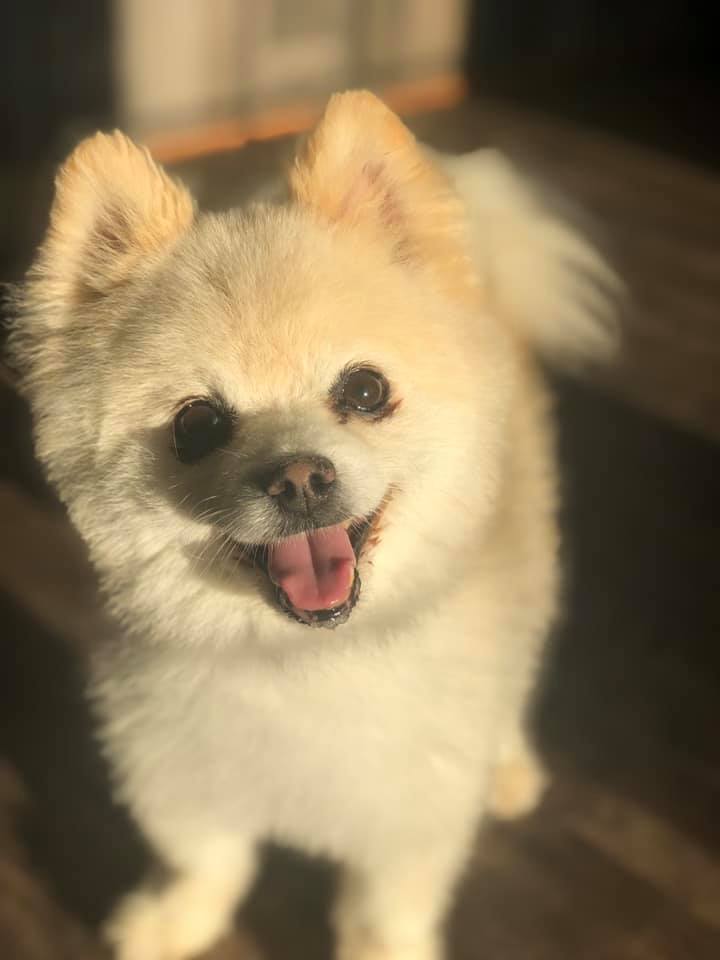 Paws Town Boarding, Daycare, Grooming Owensboro, KY