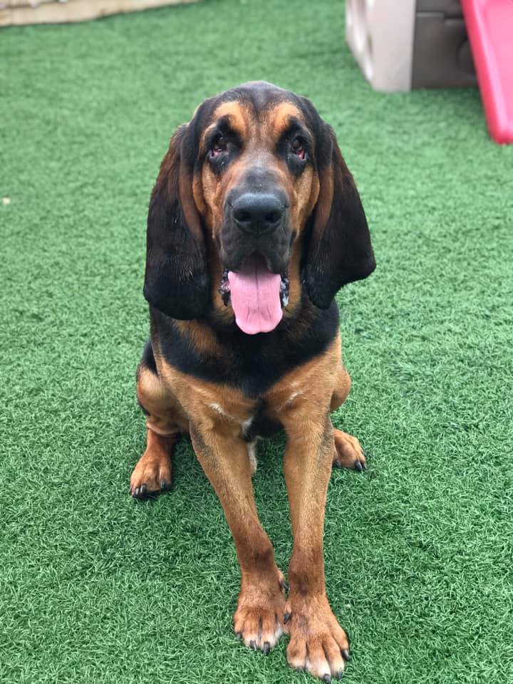 Paws Town Boarding, Daycare, Grooming Owensboro, KY