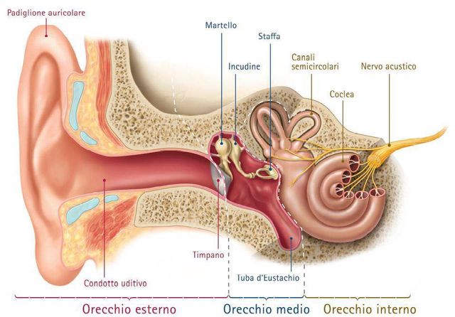 Cura Fischi Alle Orecchie Trieste Clinica Audiologica