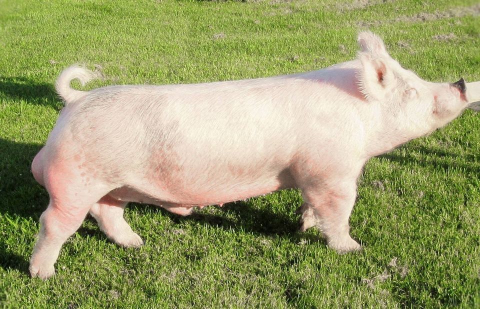 Ray Showpigs Sires Tatonka