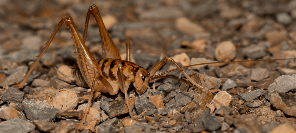 Crawl Space Bugs