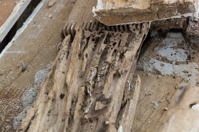 3 Common Fixes You Will Need When Termites Have Invaded