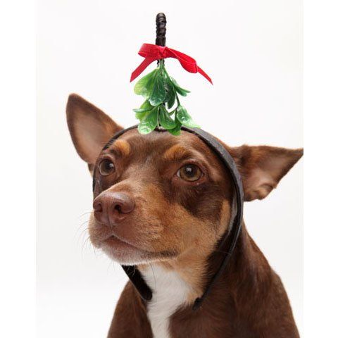 mistletoe poisonous to dogs