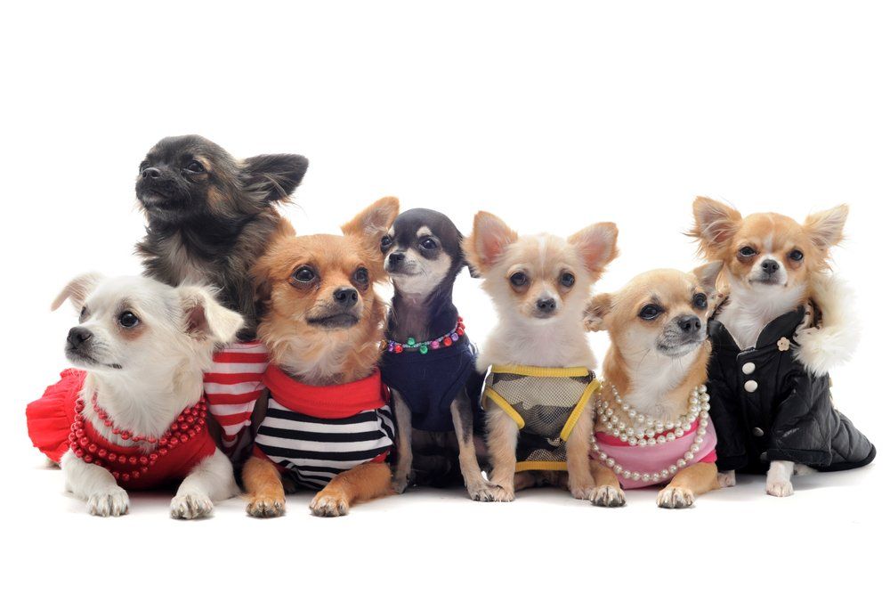 Prestige Doggies