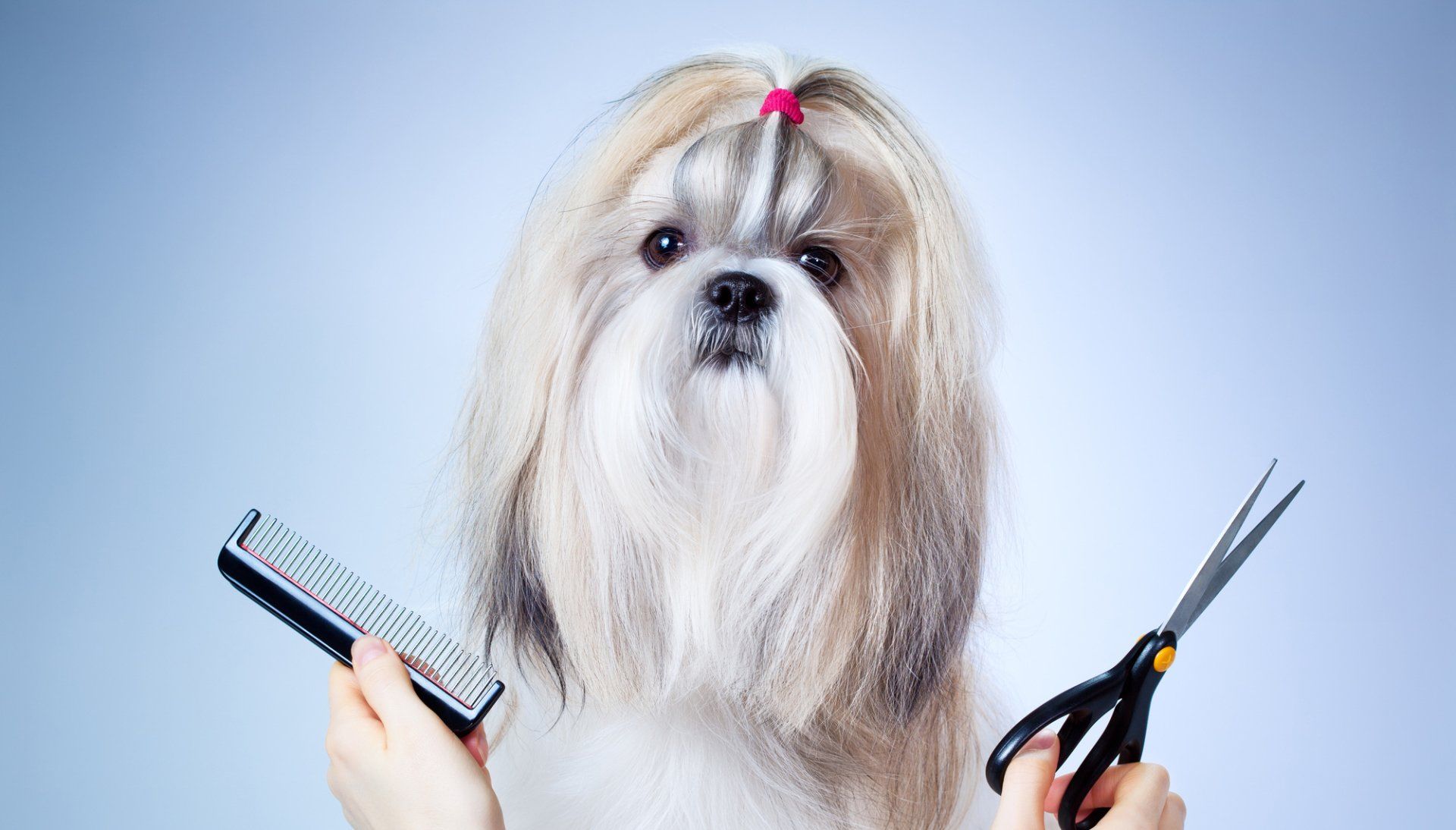 Monkey Jumpers Dog Grooming | Dog Groomer Surprise, Az