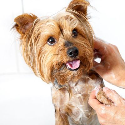 Monkey Jumpers Dog Grooming | Dog Groomer Surprise, Az