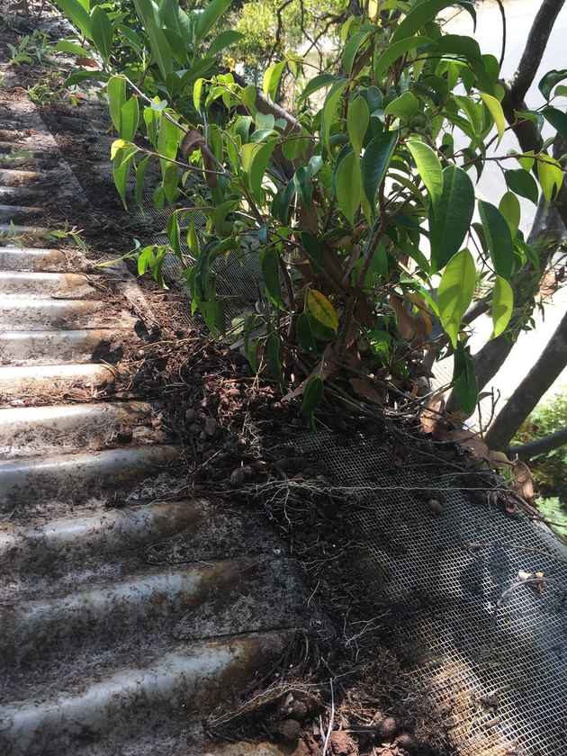 Roof Gutter Cleaning Cootharaba