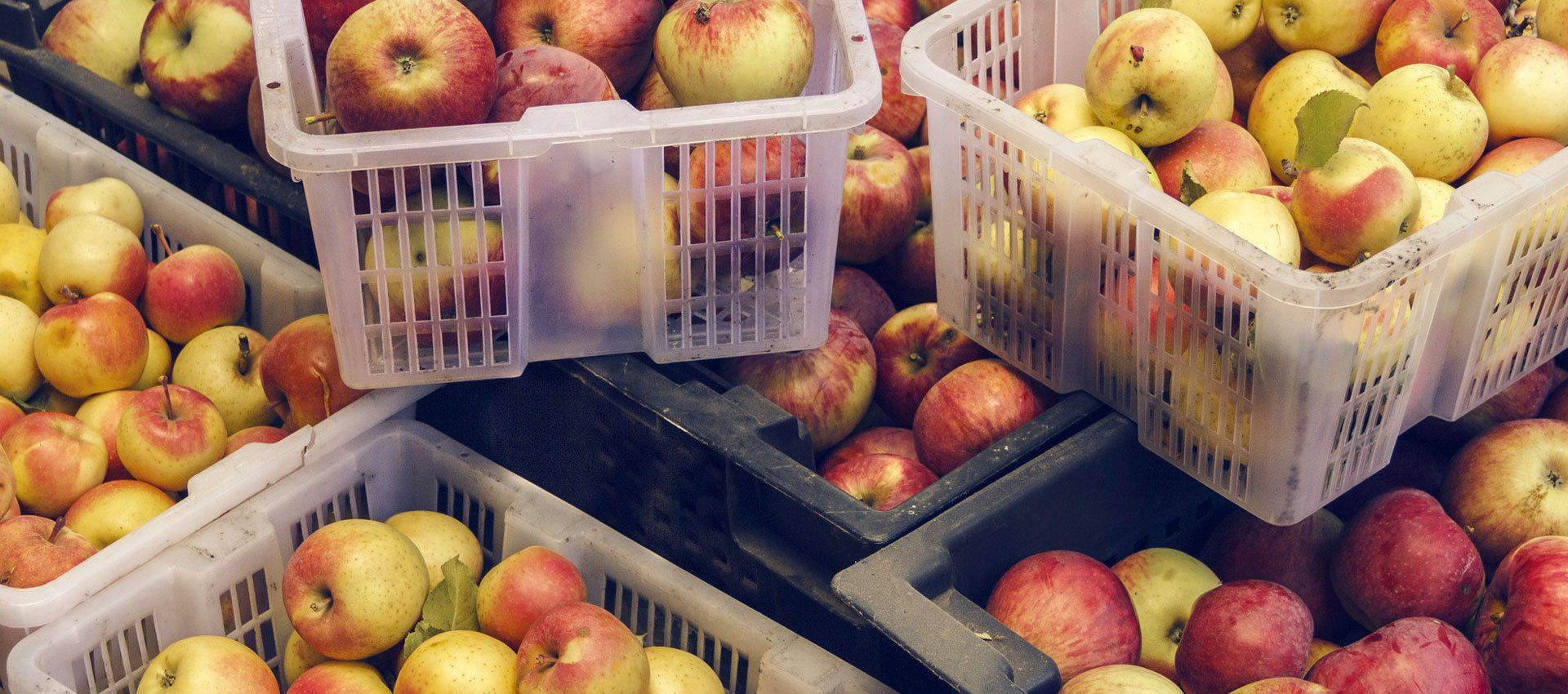 Grocery wholesalers Premier Fruits