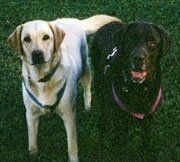 loving care pet sitting