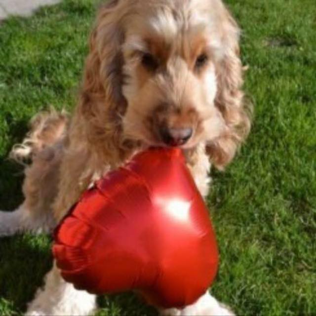 exotic lizards for sale