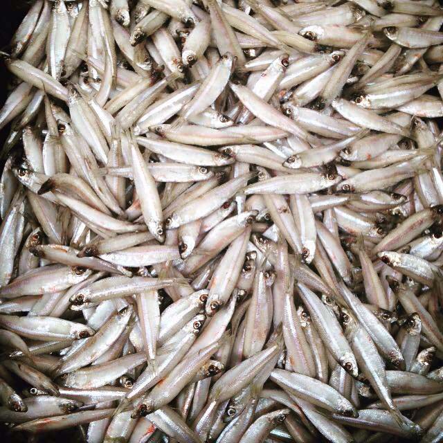 fresh fishing baits