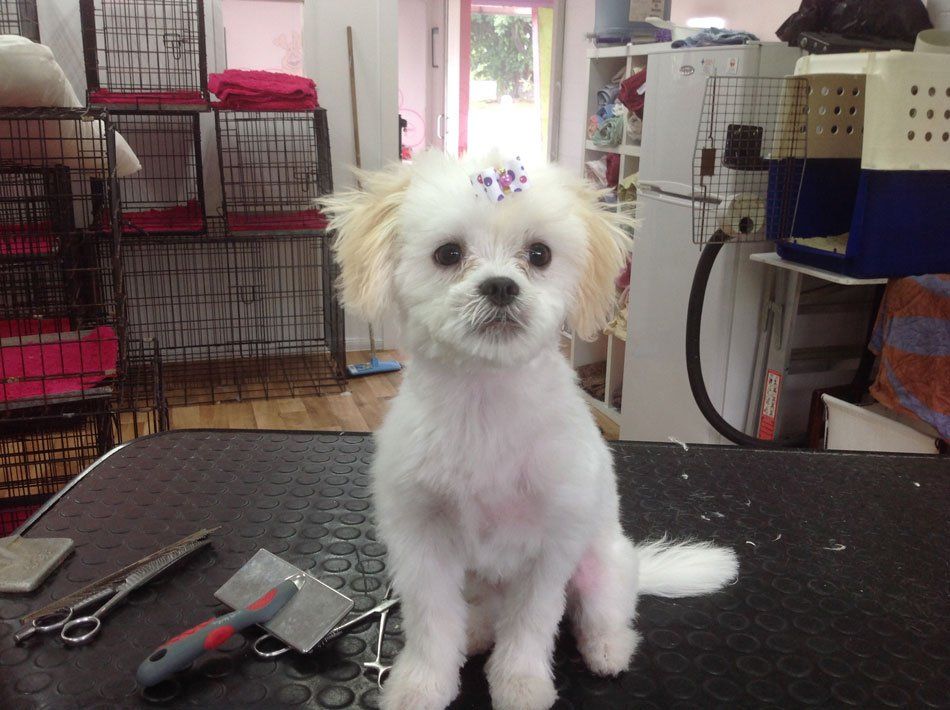 Cairns Dog Grooming Salon Photo Gallery
